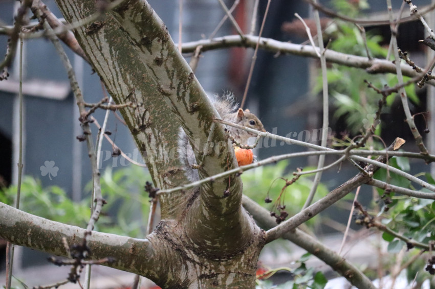 Grey squirrel in Ireland