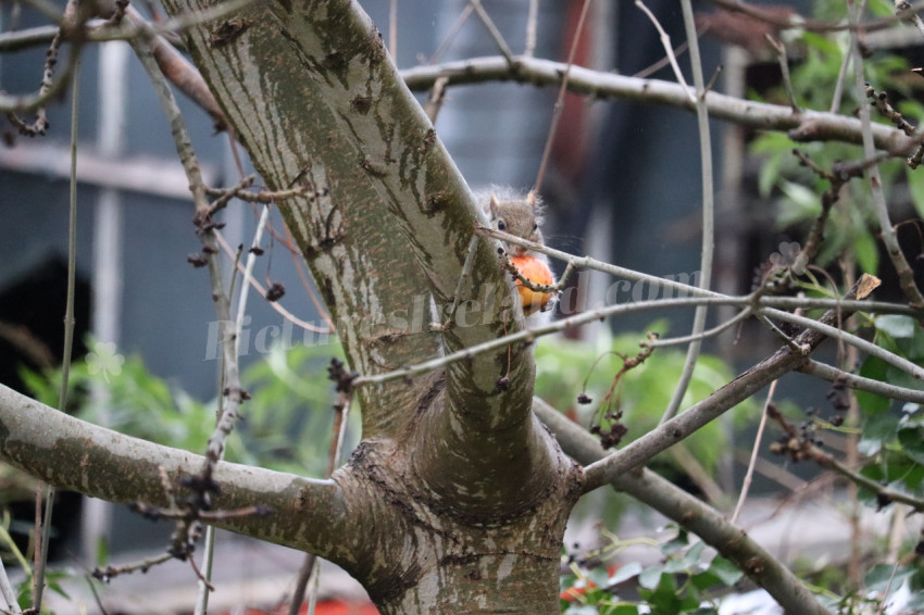 Grey squirrel in Ireland