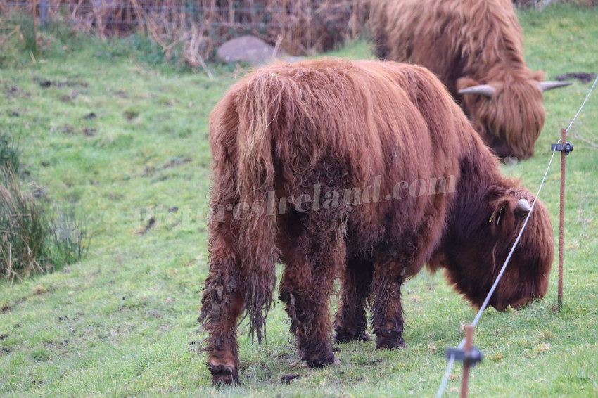 Highland cows in Ireland