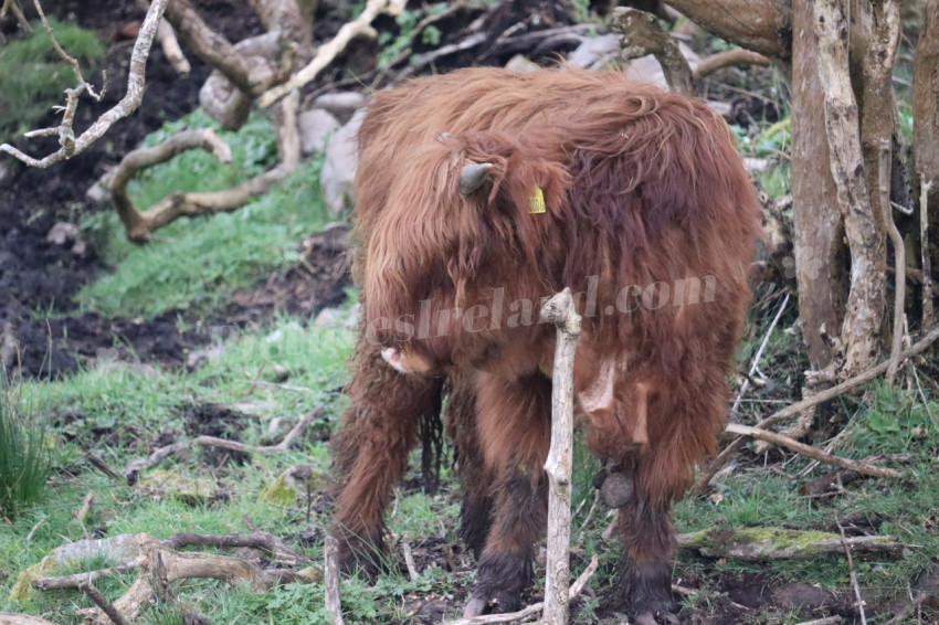 Highland cows in Ireland