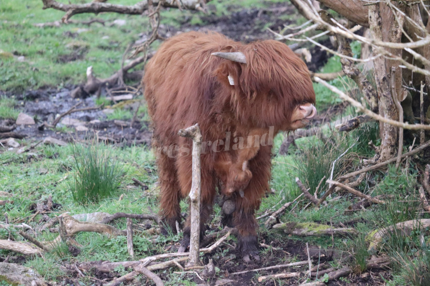 Highland cows in Ireland