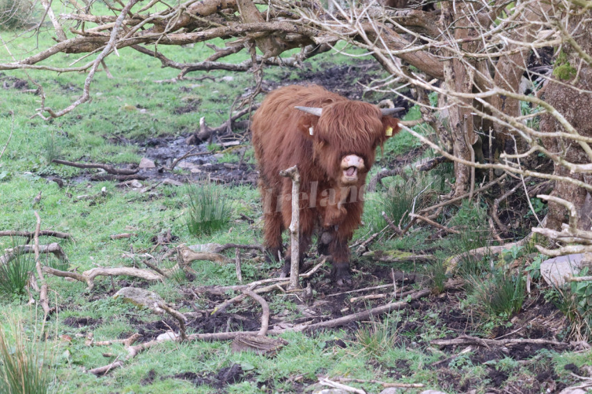 Highland cows in Ireland