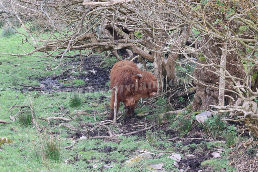 Highland cows in Ireland