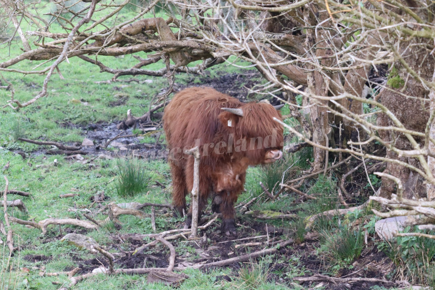 Highland cows in Ireland