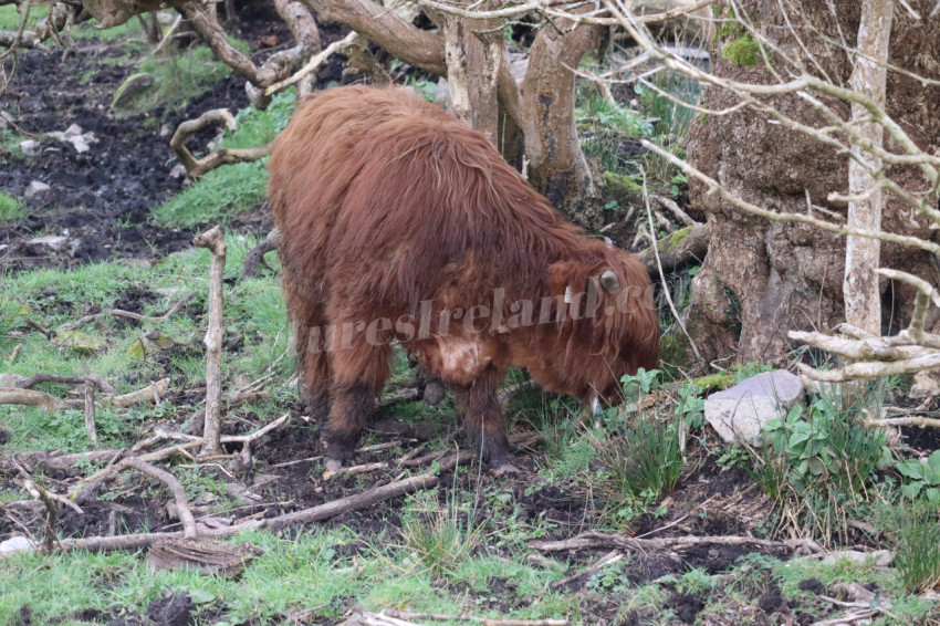 Highland cows in Ireland