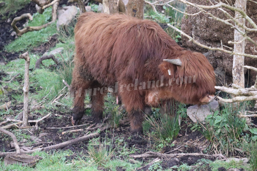 Highland cows in Ireland