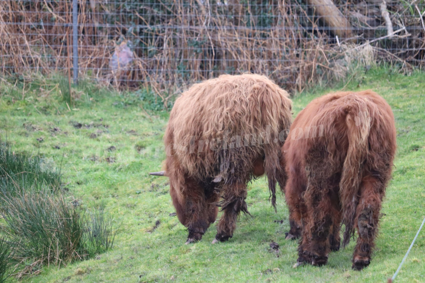Highland cows in Ireland