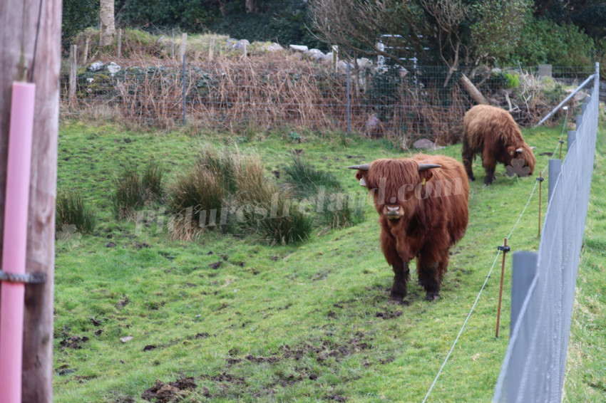 Highland cows in Ireland