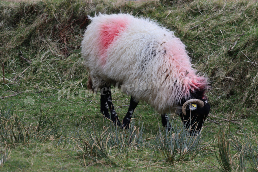 Sheep in Ireland