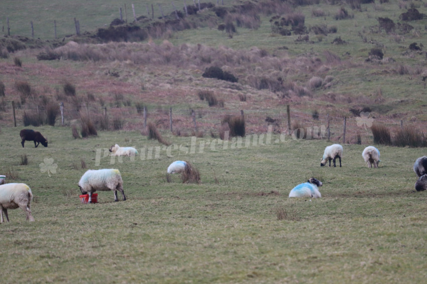 Sheep in Ireland