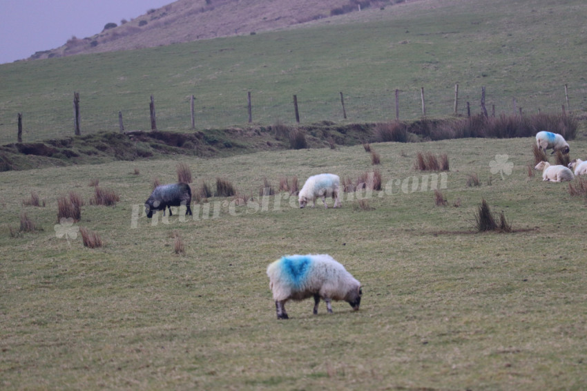 Sheep in Ireland