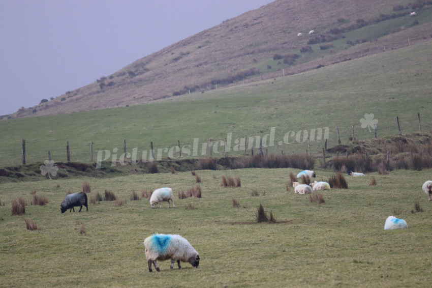 Sheep in Ireland