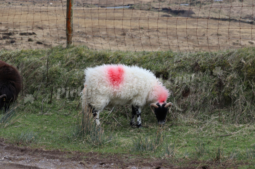 Sheep in Ireland