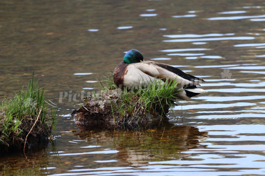 Ducks in Ireland