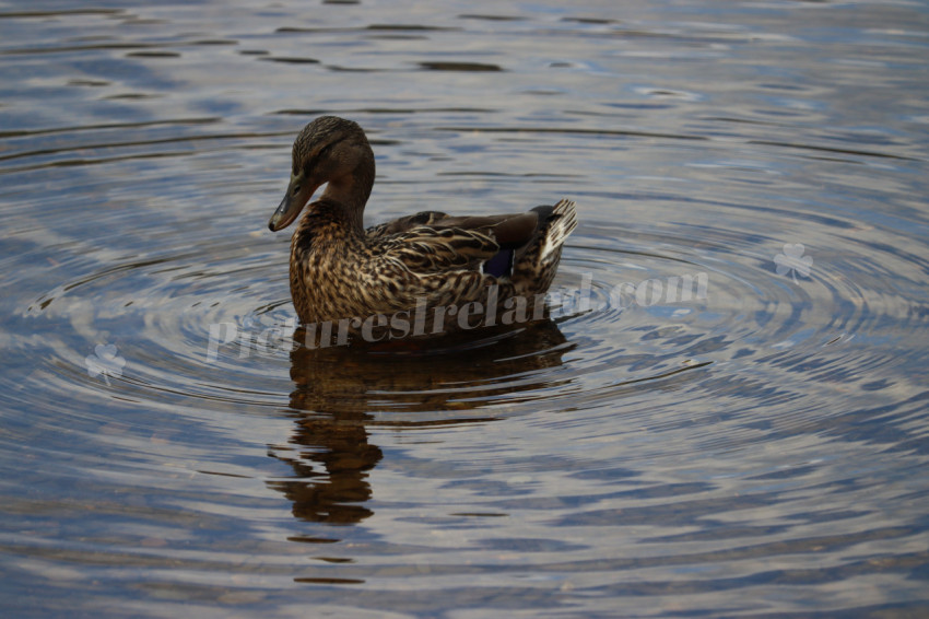 Ducks in Ireland