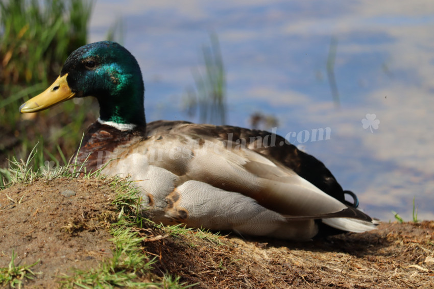 Ducks in Ireland