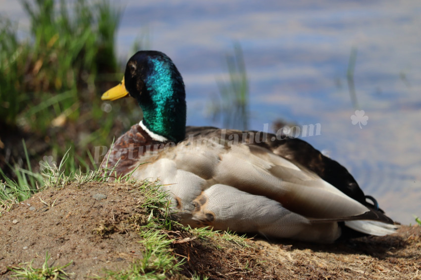 Ducks in Ireland