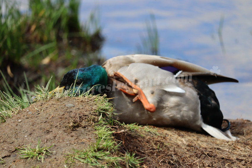 Ducks in Ireland