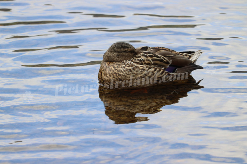 Ducks in Ireland