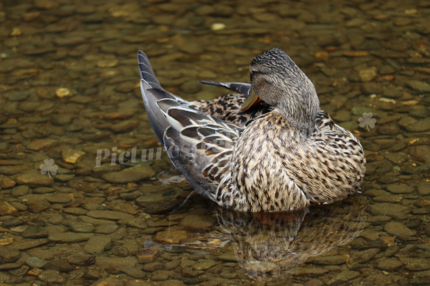 Ducks in Ireland