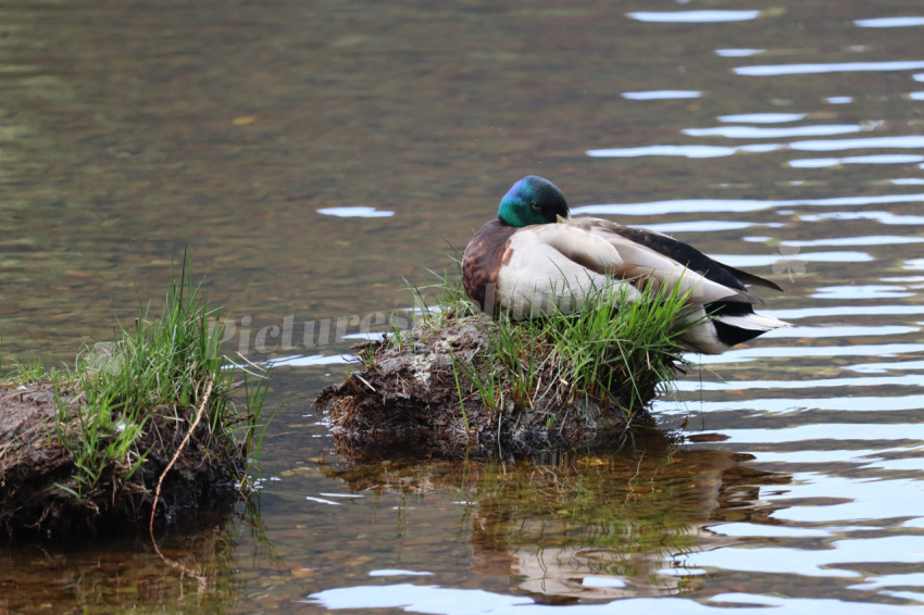 Ducks in Ireland