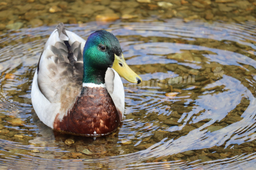 Ducks in Ireland