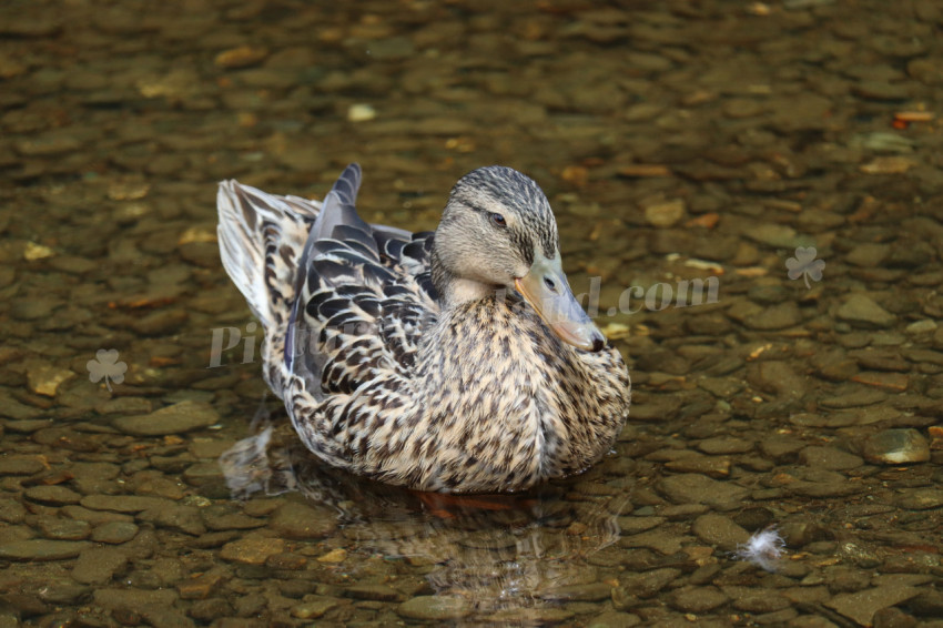 Ducks in Ireland