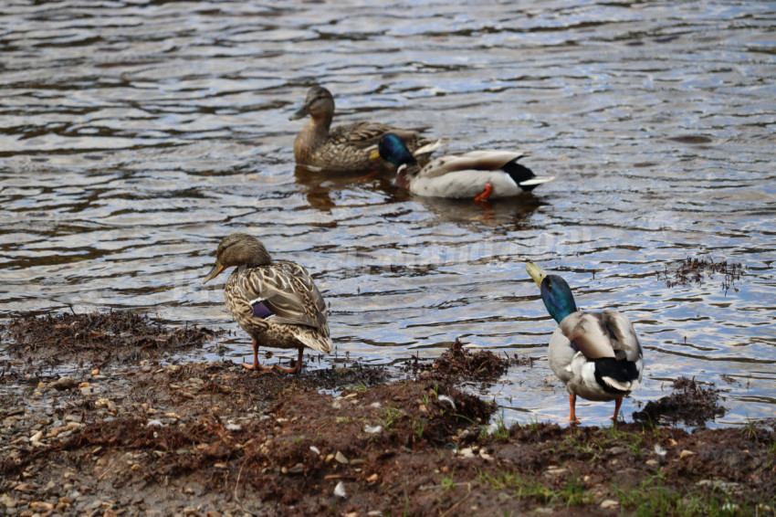 Ducks in Ireland