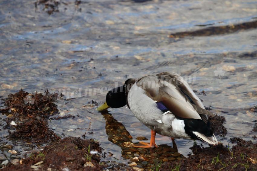 Ducks in Ireland