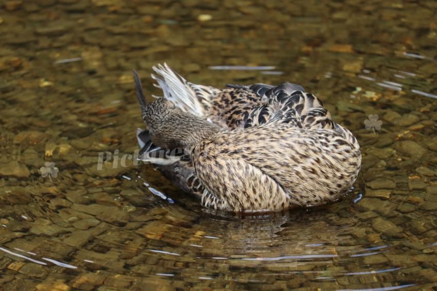 Ducks in Ireland