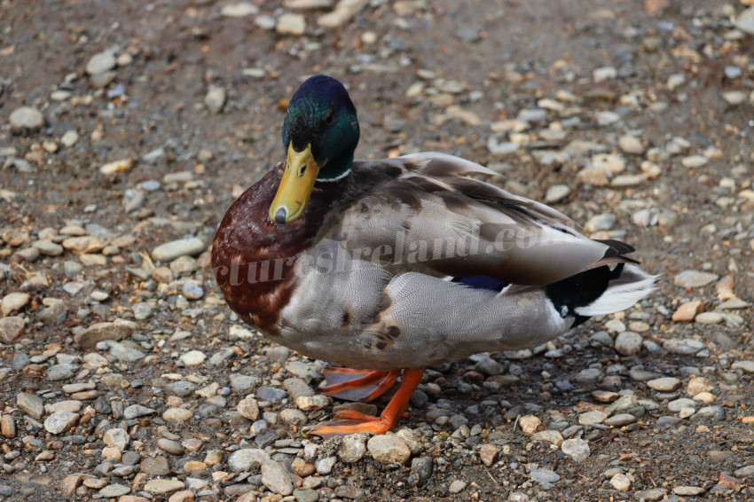 Ducks in Ireland