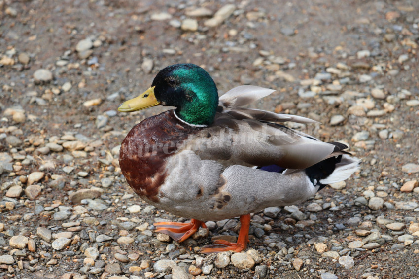 Ducks in Ireland