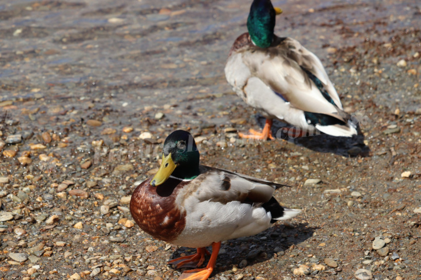 Ducks in Ireland