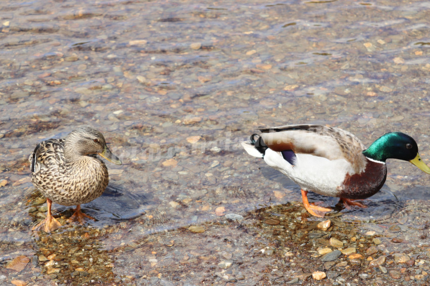 Ducks in Ireland