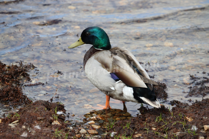 Ducks in Ireland