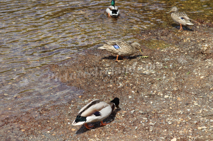 Ducks in Ireland