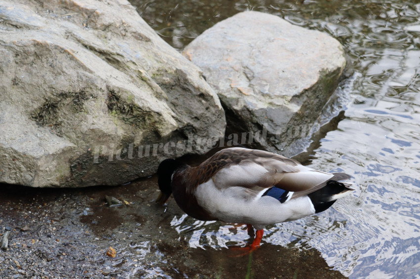 Ducks in Ireland