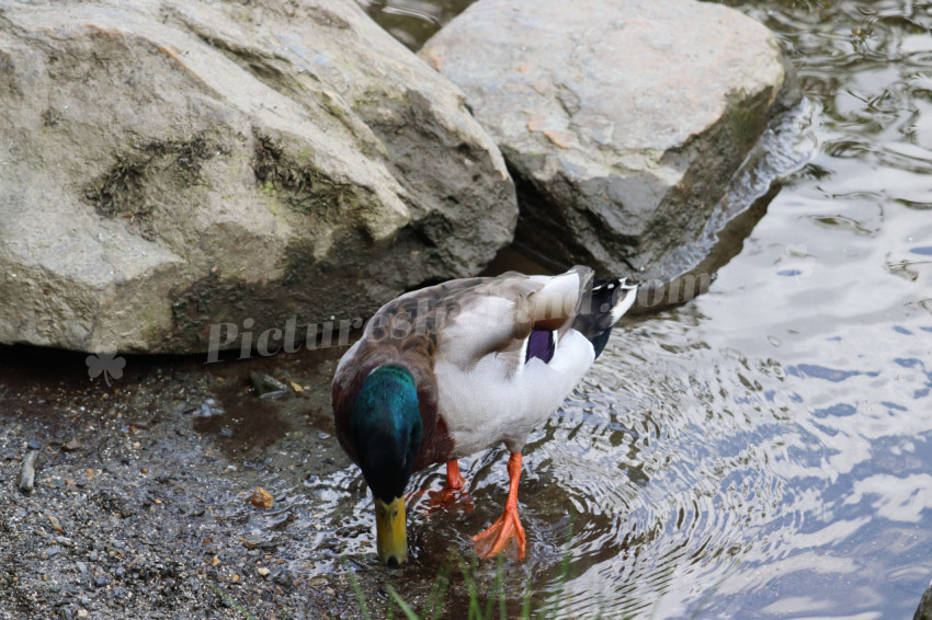 Ducks in Ireland