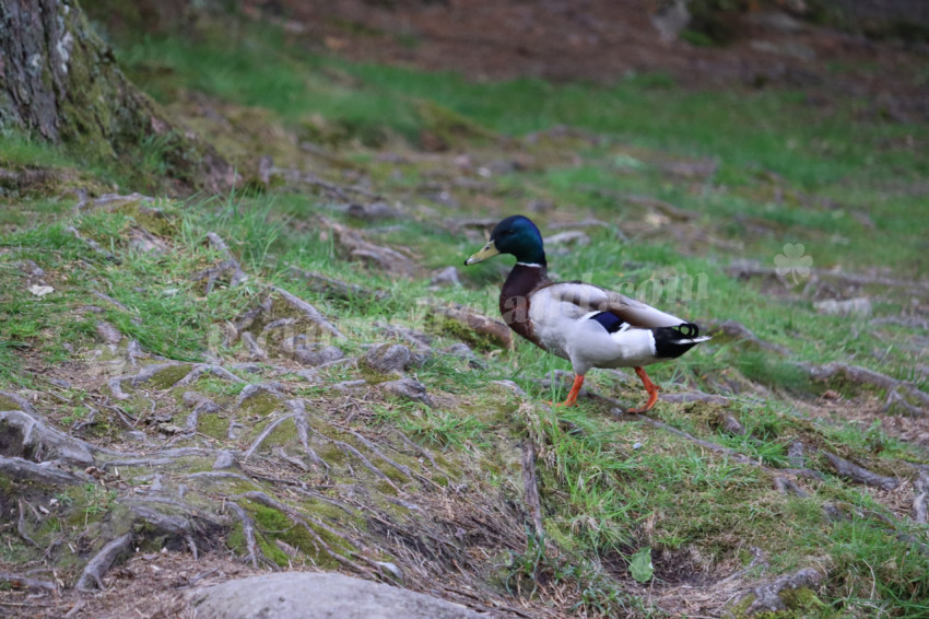 Ducks in Ireland