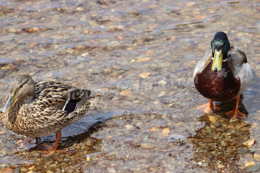 Ducks in Ireland