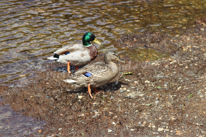 Ducks in Ireland