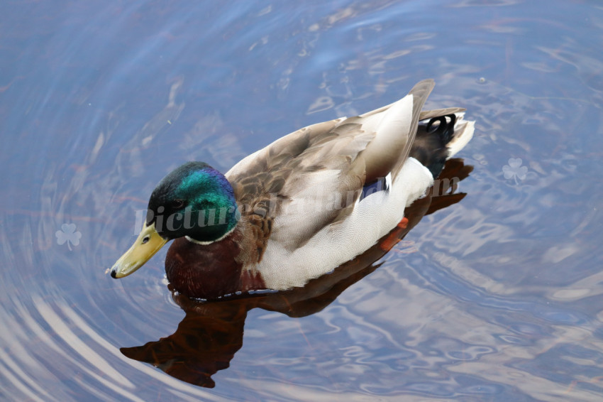 Ducks in Ireland