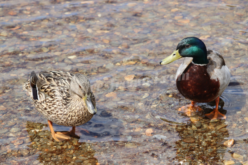 Ducks in Ireland