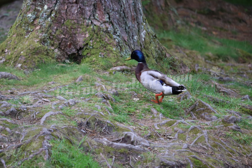 Ducks in Ireland