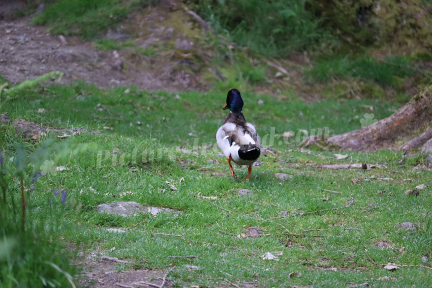 Ducks in Ireland