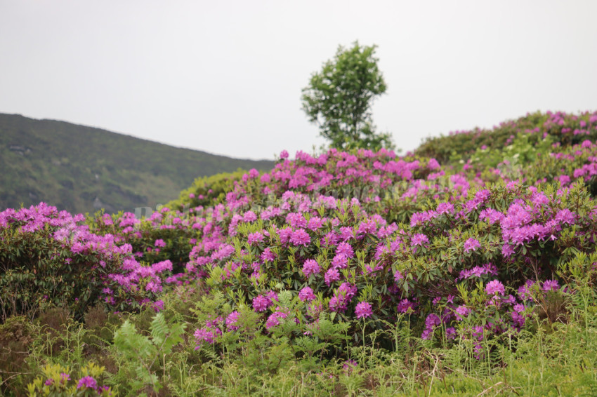Wildflowers in Ireland