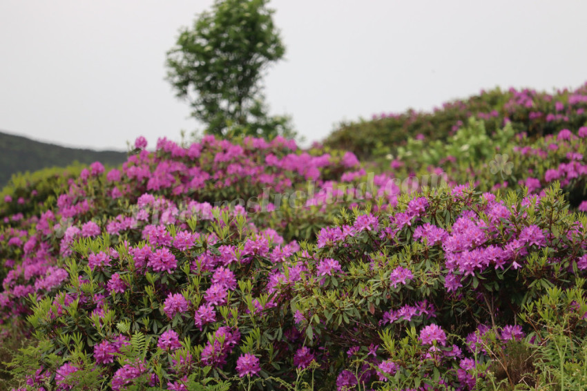 Wildflowers in Ireland