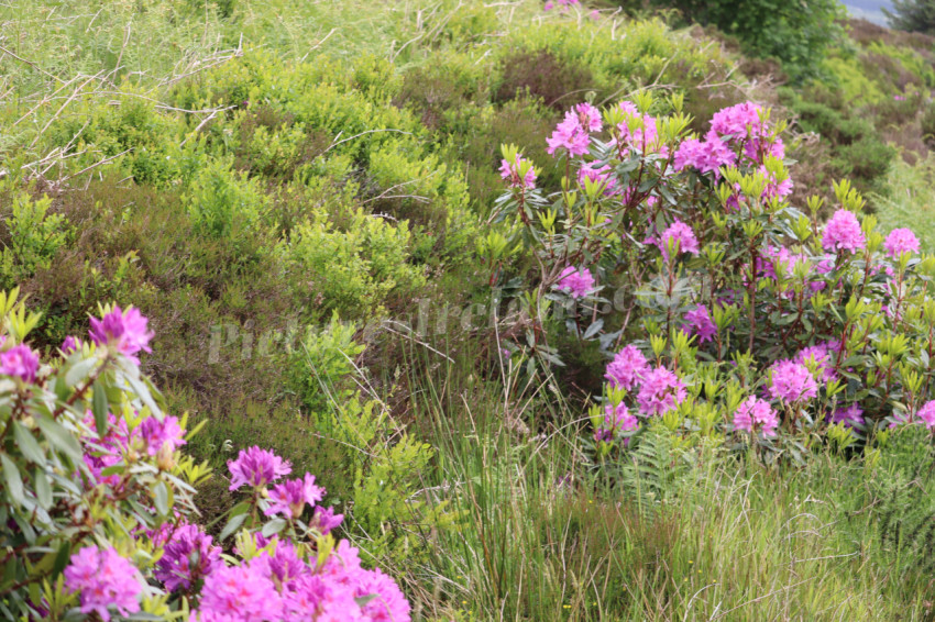 Wildflowers in Ireland