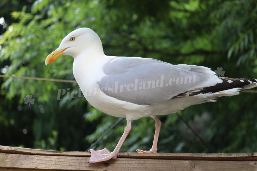 Seagulls in Ireland