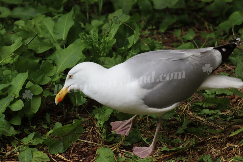 Seagulls in Ireland